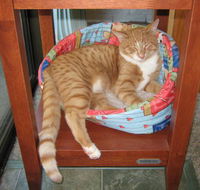 Cats and Kittens - Australian Directory