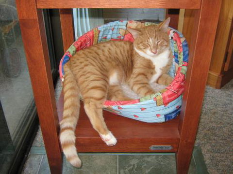 Cats And Kittens - Australian Directory 0