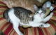 Cats And Kittens - thumb 1