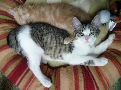 Cats And Kittens - Australian Directory 1