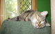 Cats And Kittens - thumb 3