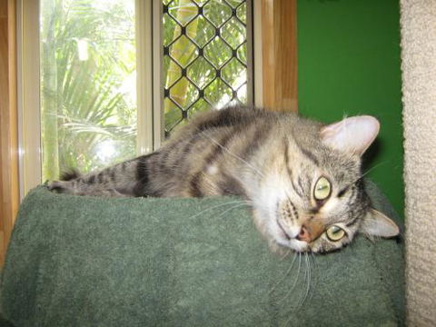 Cats And Kittens - Australian Directory 3