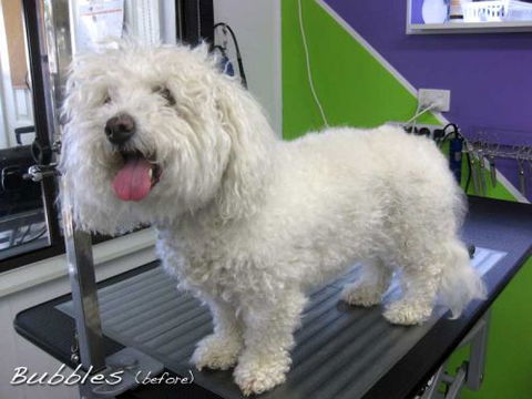 Soapy Pause For Dogs - Australian Directory 0