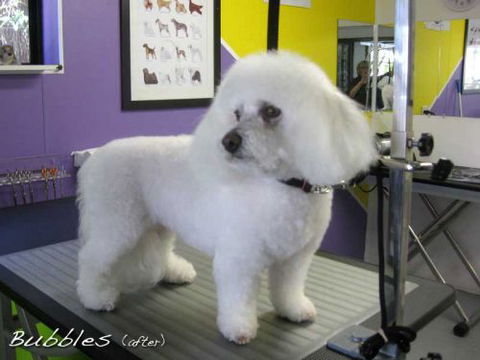 Soapy Pause For Dogs - Australian Directory 1