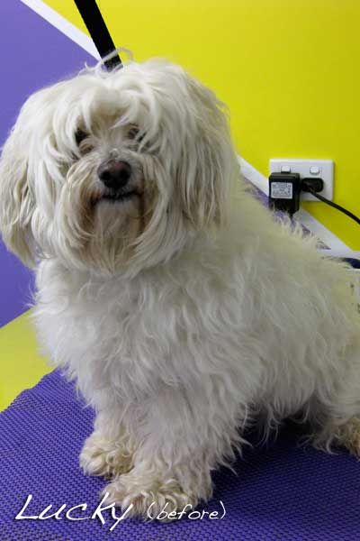 Soapy Pause For Dogs - Australian Directory 2