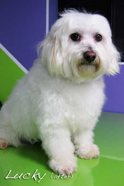 Soapy Pause For Dogs - Australian Directory 3