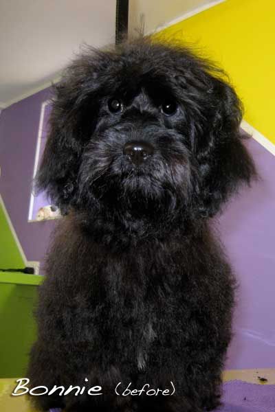 Soapy Pause For Dogs - Australian Directory 4