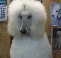 Doggie Fashion Grooming Salon - Australian Directory