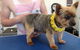 Paws At Port - thumb 1