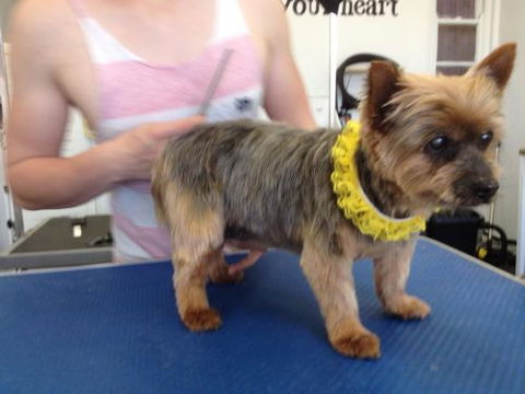 Paws At Port - Australian Directory 1