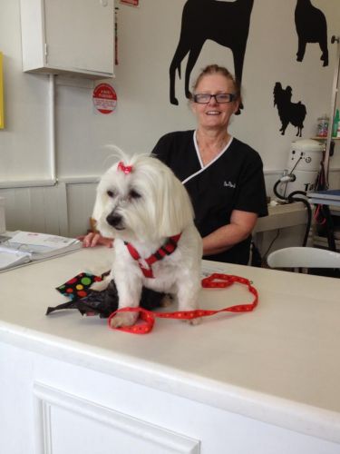 Paws At Port - Australian Directory 2
