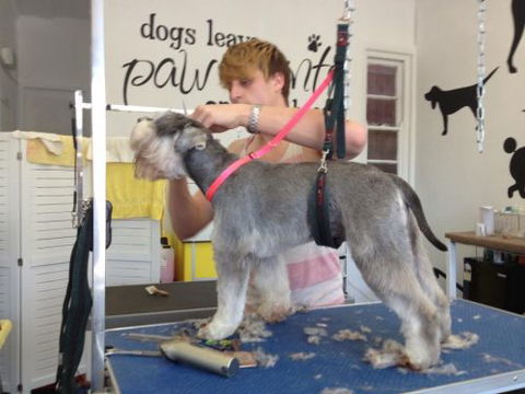 Paws At Port - Australian Directory 3