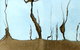 Light Horse Gallery - thumb 1