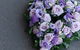 All About You Flowers & Gifts - thumb 2
