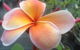 Frangipanis R Us - thumb 0