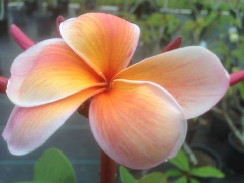 Frangipanis R Us - Australian Directory 0