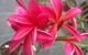Frangipanis R Us - thumb 1