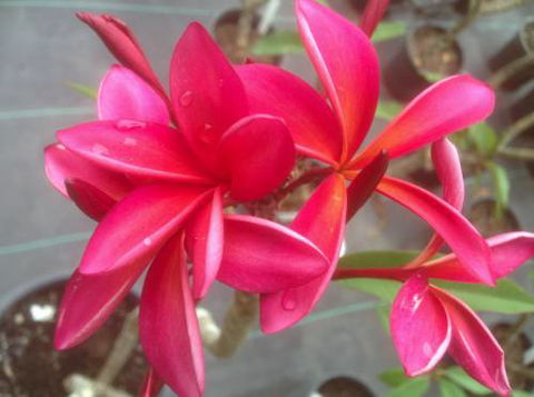 Frangipanis R Us - Australian Directory 1