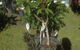 Frangipanis R Us - thumb 4
