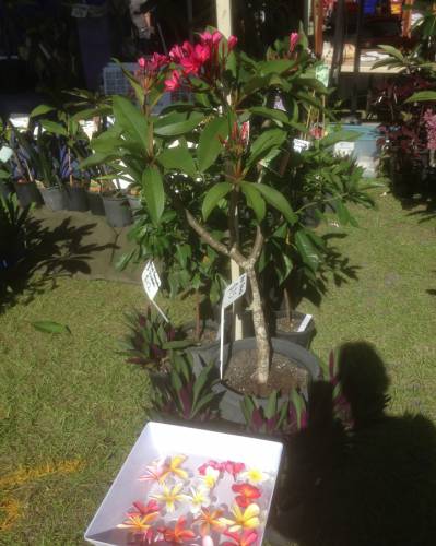 Frangipanis R Us - Australian Directory 4