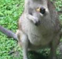 Bluewater Bed  Breakfast Cairns - Australian Directory