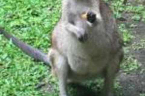 Bluewater Bed & Breakfast Cairns - Australian Directory 0
