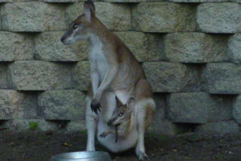 Bluewater Bed & Breakfast Cairns - Australian Directory 7