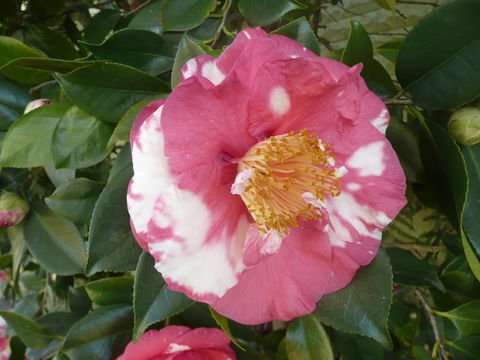 Getaway Inn Boutique Guest House - Australian Directory 2