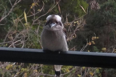 Maleny Country Cottages - Australian Directory 6
