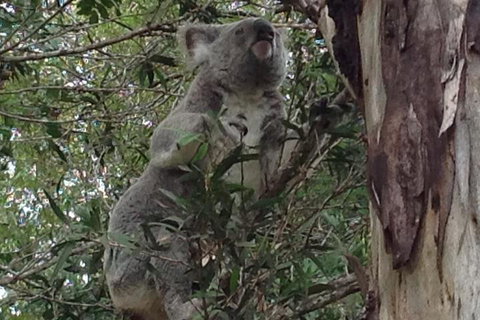 Maleny Country Cottages - Australian Directory 5