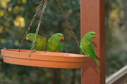 Maleny Country Cottages - Australian Directory 1