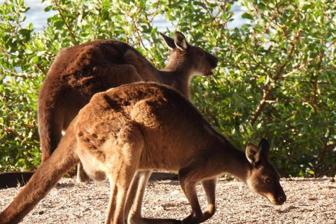 Ratcliff Cottage - Australian Directory 5