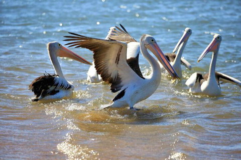 Alva Beach Tourist Park - Australian Directory 4