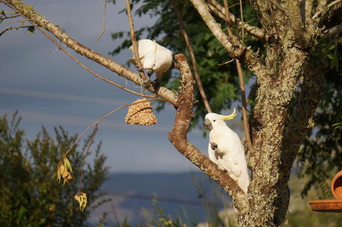 Vicarage View Cottage - Australian Directory 6