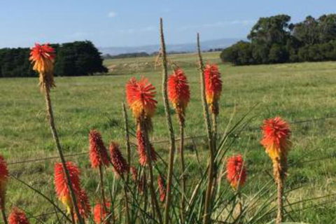 Yanakie Holiday House - Australian Directory 7