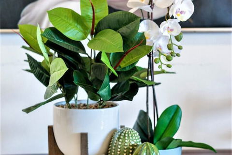 Bondi Beach Oasis - Australian Directory 6