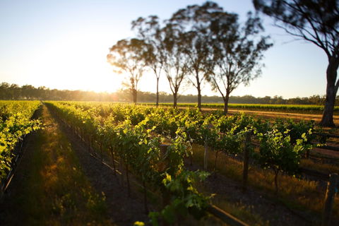 Balgownie Estate Winery Retreat & Restaurant - Australian Directory 6