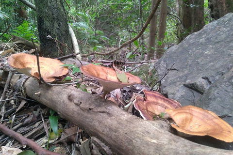 Ruah Rain Forest Retreat - Australian Directory 3