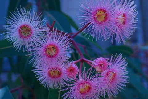 Brisbane Milton Bed & Breakfast - Australian Directory 4