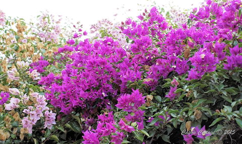Capon Cottage - Australian Directory 2