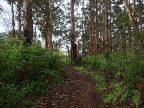 Margarets Forest - Australian Directory 3
