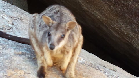 Arcadia Beach Guest House - Australian Directory 1