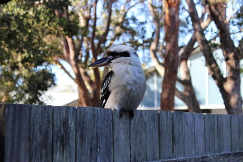 POINT BREAK WEEKLY ONLY - Australian Directory 2