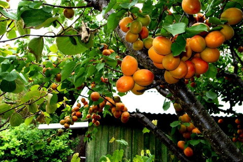 Eureka Farm - Australian Directory 6