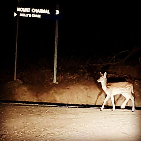Mollys Chase - Australian Directory 1
