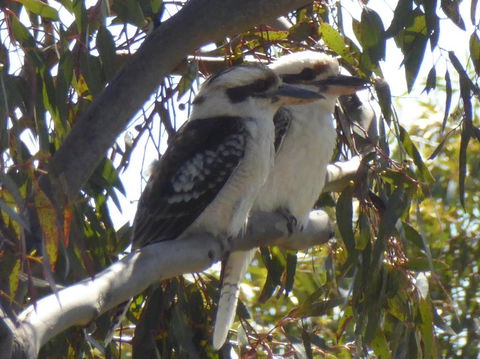 Mollys Chase - Australian Directory 5