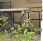 Amalie Cottage Waikerie Unit 1 - Australian Directory