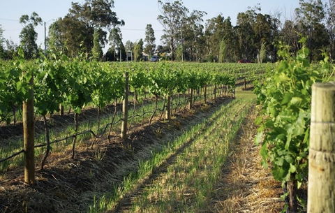 Renovated Cottage Aberdare Hunter Valley - Australian Directory 0