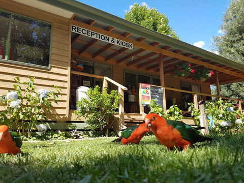 Jamieson Caravan Park - Australian Directory 4