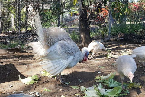 Gowrie Agapanthous - Australian Directory 1